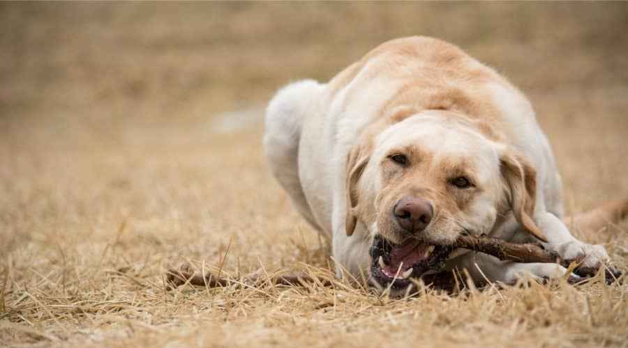 what dogs chew the most
